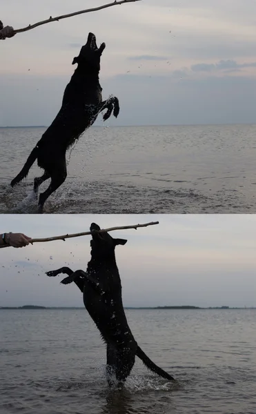 Cão brincando com ele é anfitrião — Fotografia de Stock