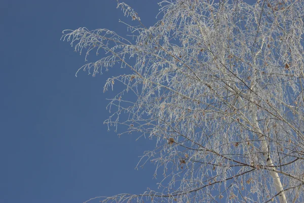 Fryst träd, blå himmel — Stockfoto