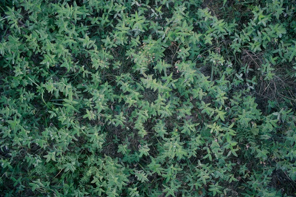 Zöld növény háttér — Stock Fotó