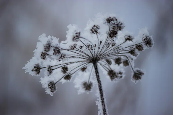 Bevroren plant winter — Stockfoto