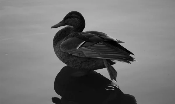 Ente steht im Wasser — Stockfoto