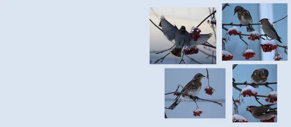 Зимние птицы — стоковое фото