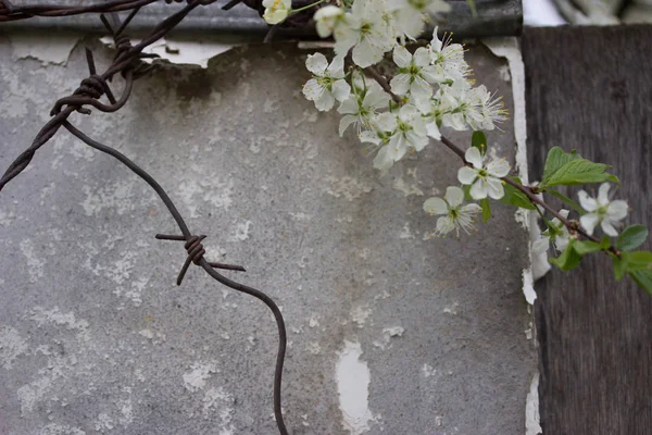 Kiraz çiçek çit — Stok fotoğraf