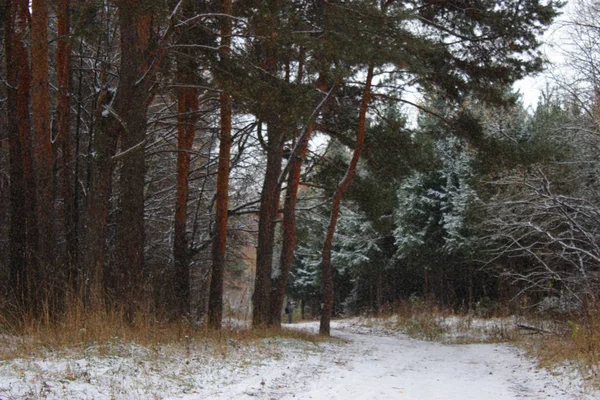 Pine bomen winter — Stockfoto