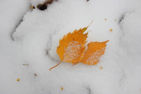 Hoja de otoño en la nieve — Foto de Stock