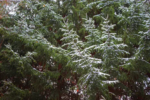 Соснових дерев зимовий — стокове фото