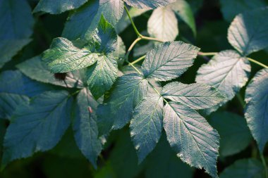 yeşil yapraklar arkaplan