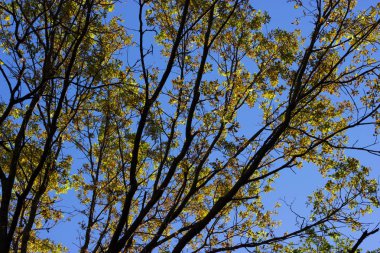 Sarı yapraklı ağaç dalları