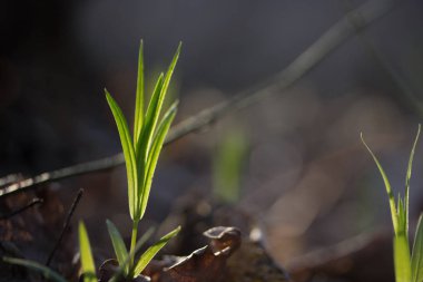 Genç küçük yapraklar