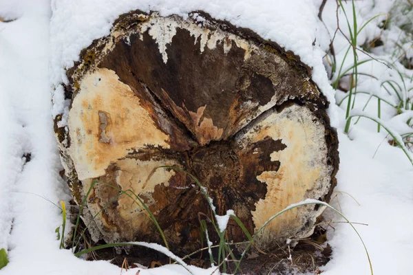 Velha árvore cortada — Fotografia de Stock