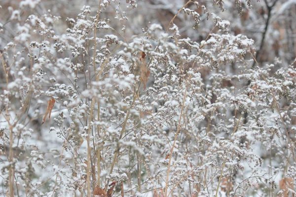 Bevroren plant achtergrond — Stockfoto