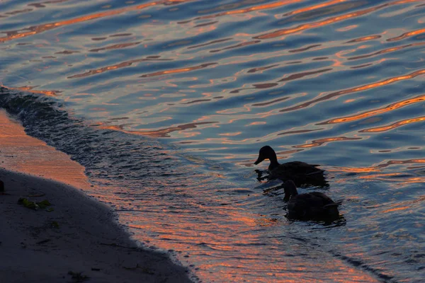 Pato nadando en el agua — Foto de Stock