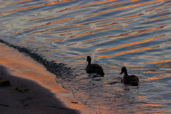 Pato nadando en el agua — Foto de Stock