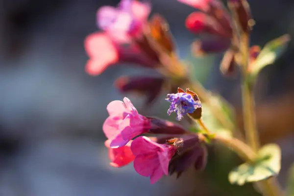 Mooie kleurrijke wilde bloemen — Stockfoto