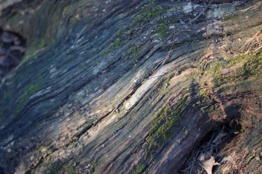 Ağaç kabuğu ve yosun