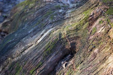 Ağaç kabuğu ve yosun