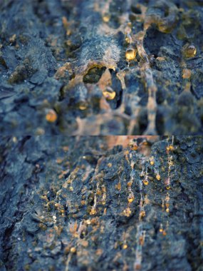 Katran ağacı üzerinde damla