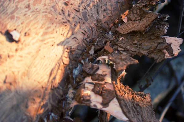 Tree bark with termite tracks — Stock Photo, Image