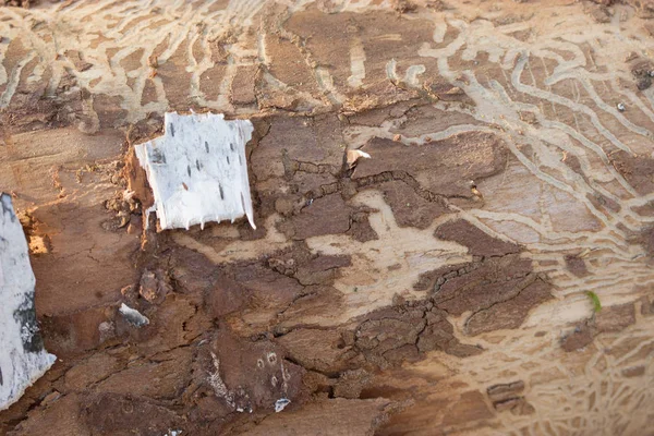 Stromová kůra s termitů stopy — Stock fotografie