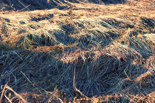 Trockenes gelbes Gras — Stockfoto