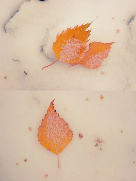 Feuille d'automne sur la neige — Photo