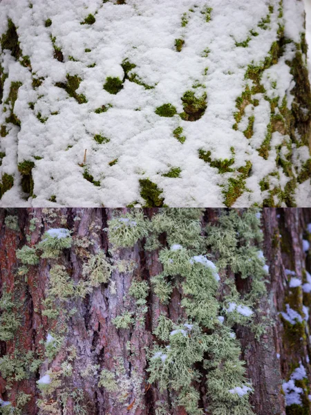 雪で覆われた木の樹皮 — ストック写真