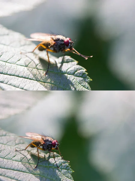 Voar sente-se na folha verde — Fotografia de Stock