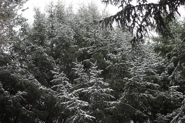 木の樹皮の雪 — ストック写真