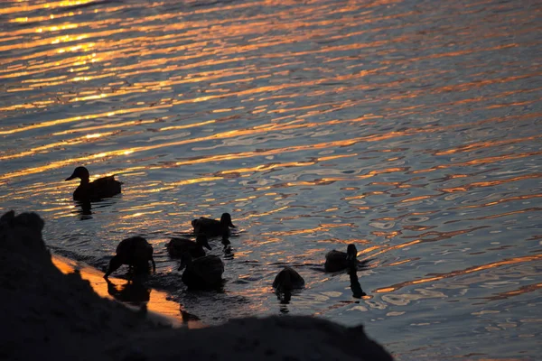 Duck swimmimg в воде — стоковое фото