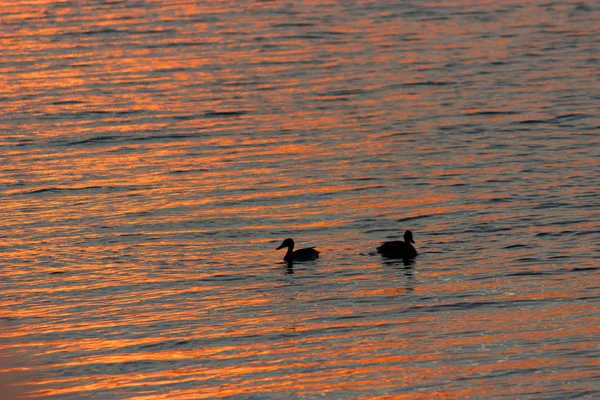 Duck swimmimg in the water — Stock Photo, Image