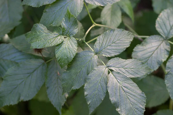 yeşil yapraklar arkaplan