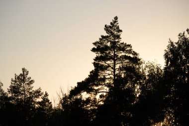çam ağacı silueti