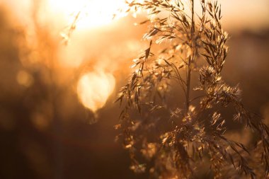gün batımına karşı Reed