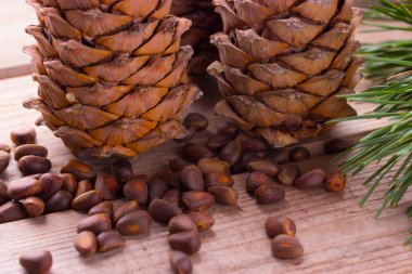 Çam fıstığı koni ile yakın çekim