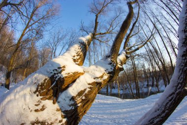 ağaç örtmek ile kar