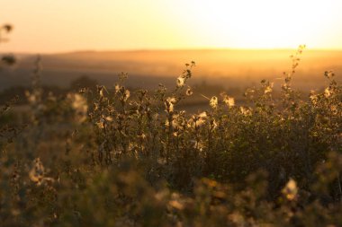 Sonbahar çayır yakın çekim