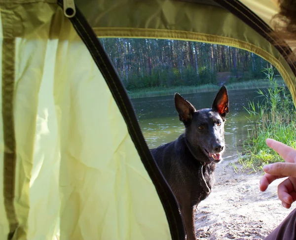 Pies ouside namiot kempingowy — Zdjęcie stockowe