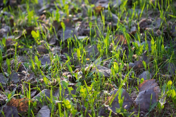 Eerste lente gras — Stockfoto