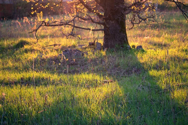 Grüner Baum im orangen Sonnenlicht — Stockfoto