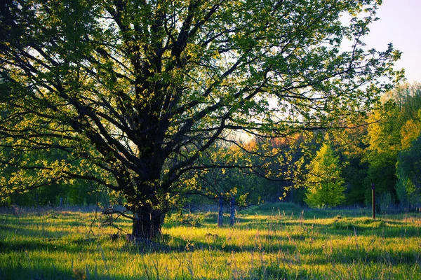 Verano árboles soleados del bosque y hierba verde. — Foto de Stock