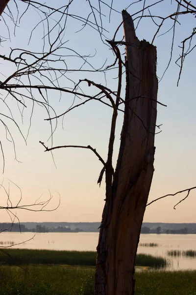 Silhouette toter Bäume — Stockfoto