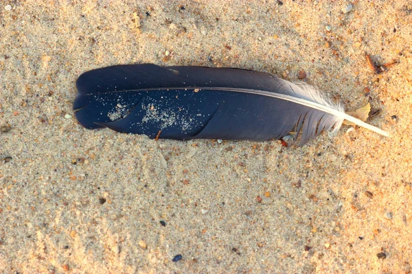 Madár tolla, a homok — Stock Fotó