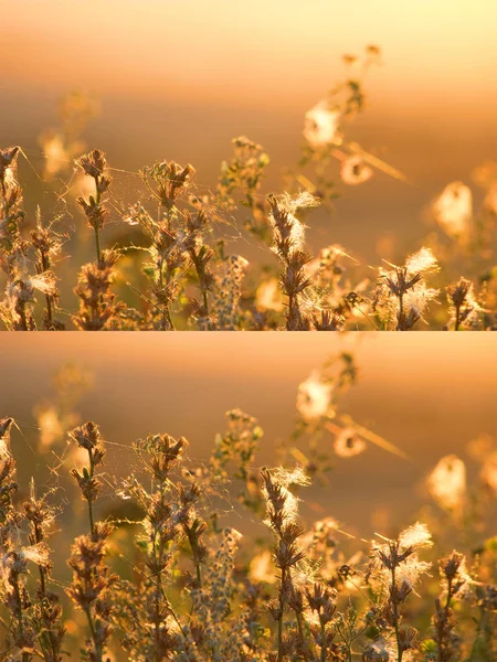 Sonbahar çayır yakın çekim — Stok fotoğraf