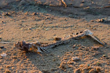 Sahilde balık kemik