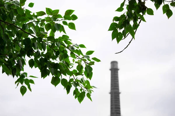 Tubo e foglie verdi — Foto Stock