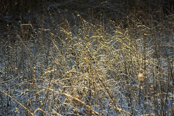 Plantes sèches couvertes de neige — Photo