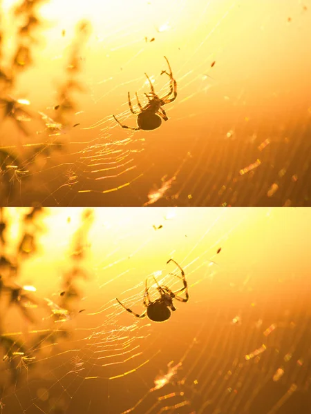 Silhuetten av gränsöverskridande spindel i hans web — Stockfoto