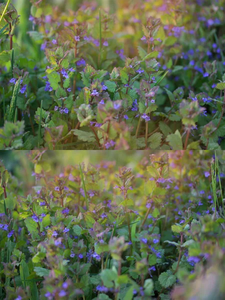 Colagem de flores de primavera — Fotografia de Stock