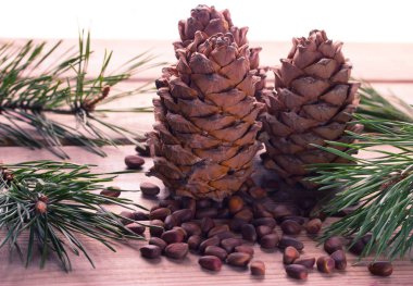 Pignolia fındık closeup