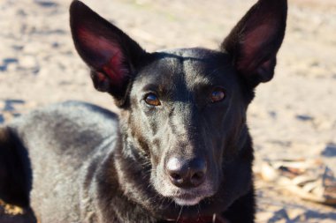 Islak köpek ayakta sahilde